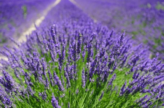 Ways To Solve Toothache At Home 2021 3 lavender