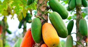 papaya meyvesi