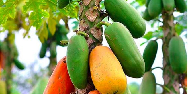 papaya meyvesi